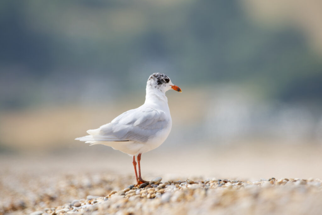 Mediterranean Gull